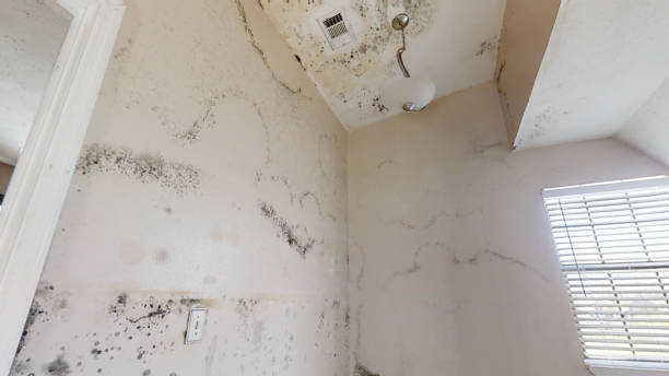 Mold Odor Removal Services in Dora, AL