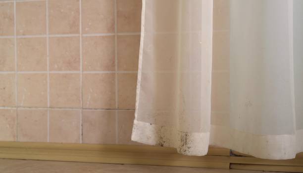 Trusted Dora, AL Mold Removal Experts