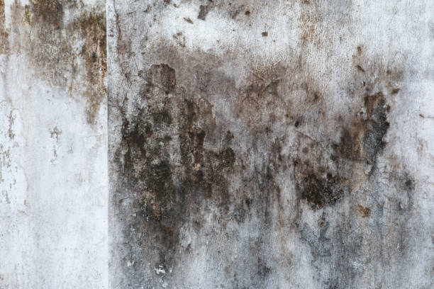 Best Water Damage & Mold Remediation  in Dora, AL