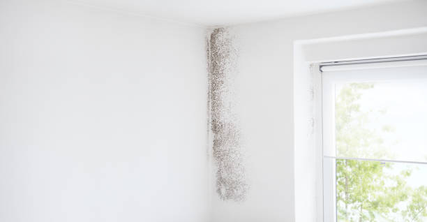 Best Mold Damage Restoration  in Dora, AL