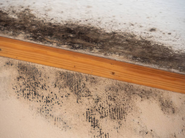 Best Attic Mold Removal  in Dora, AL