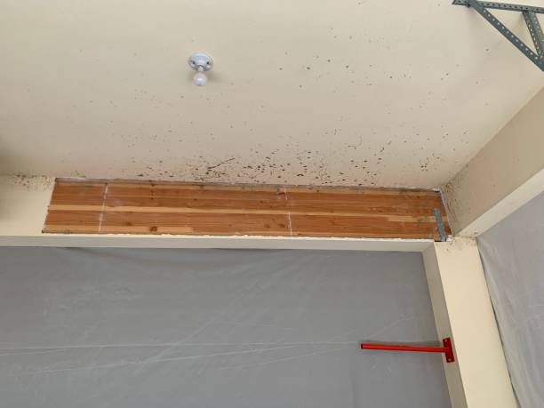 Best Real Estate Mold Inspection  in Dora, AL