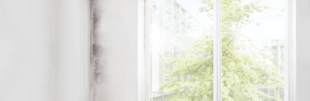 Best Mold Documentation for Insurance Claims  in Dora, AL