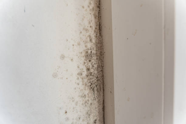 Best Mold Prevention Services  in Dora, AL