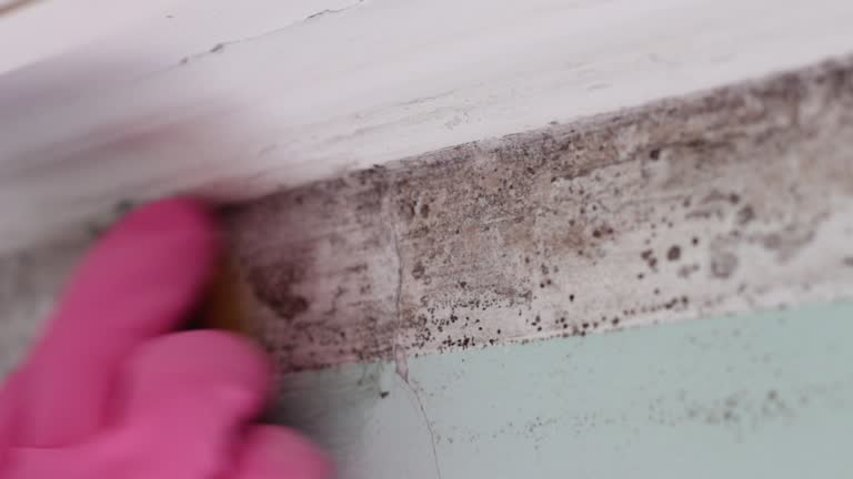 Best Mold Remediation for Healthcare Facilities  in Dora, AL